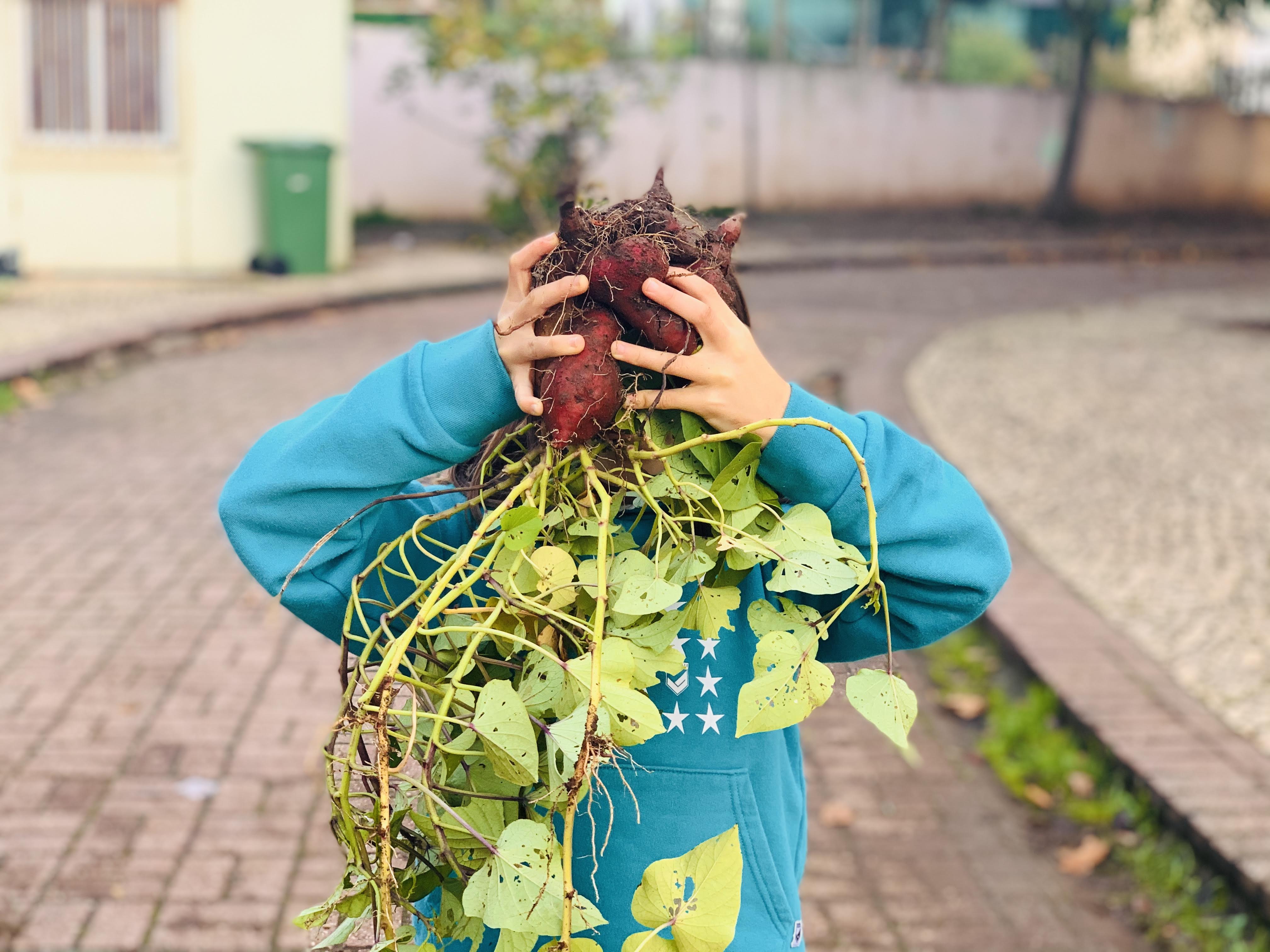Child holding a harvested sweet potato plant