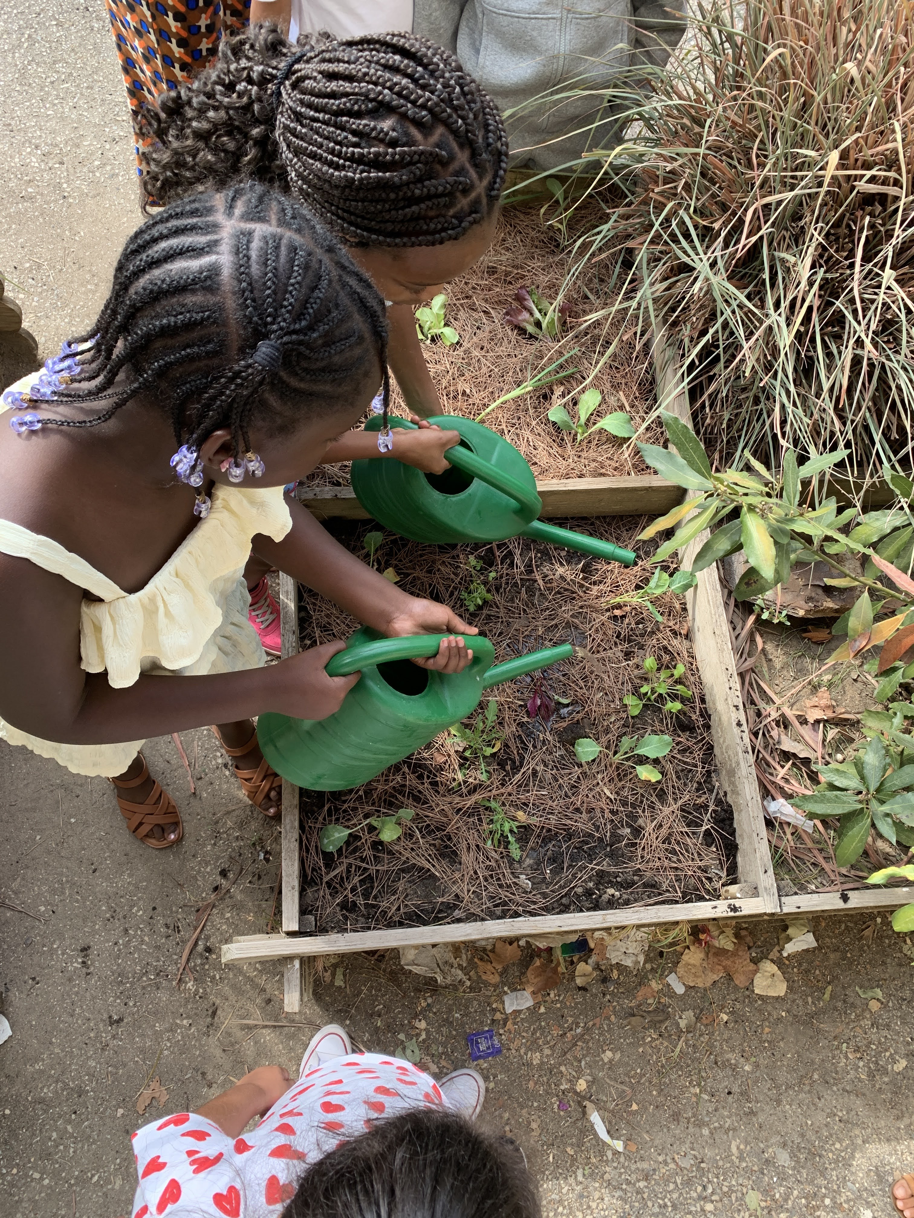Children watering plants in a school garden
