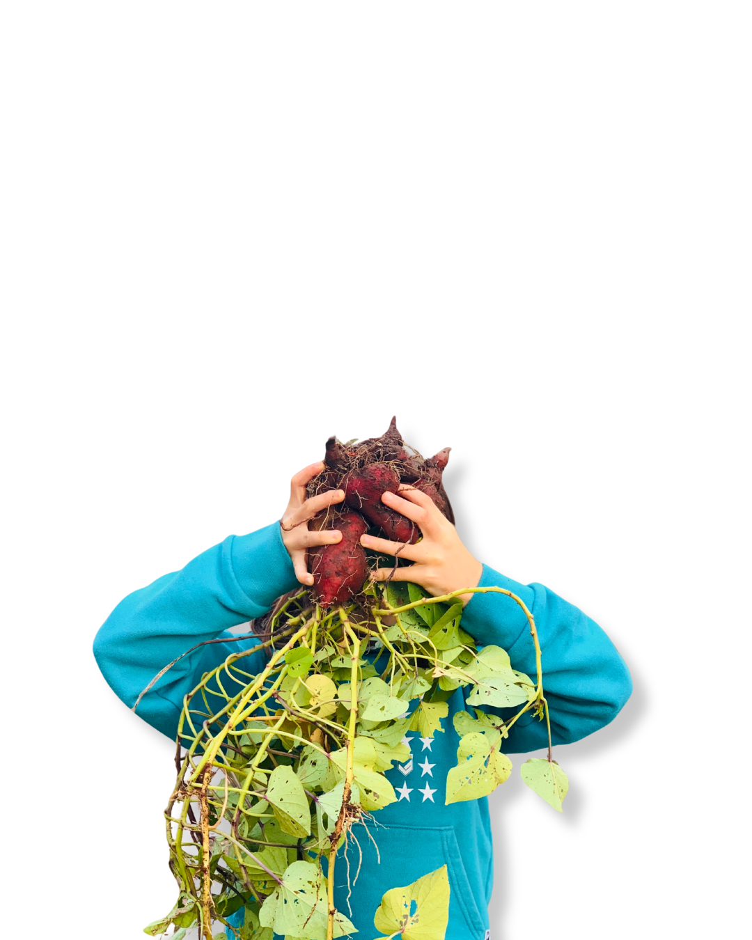 Plantas
